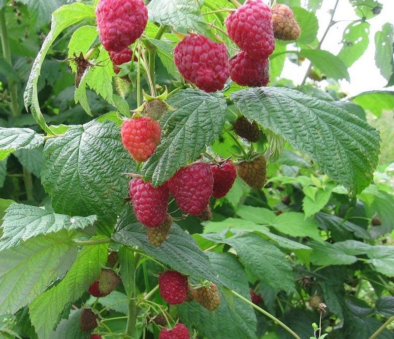 plantation de framboises été indien et soins