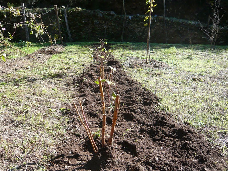 planter des framboises en rangées