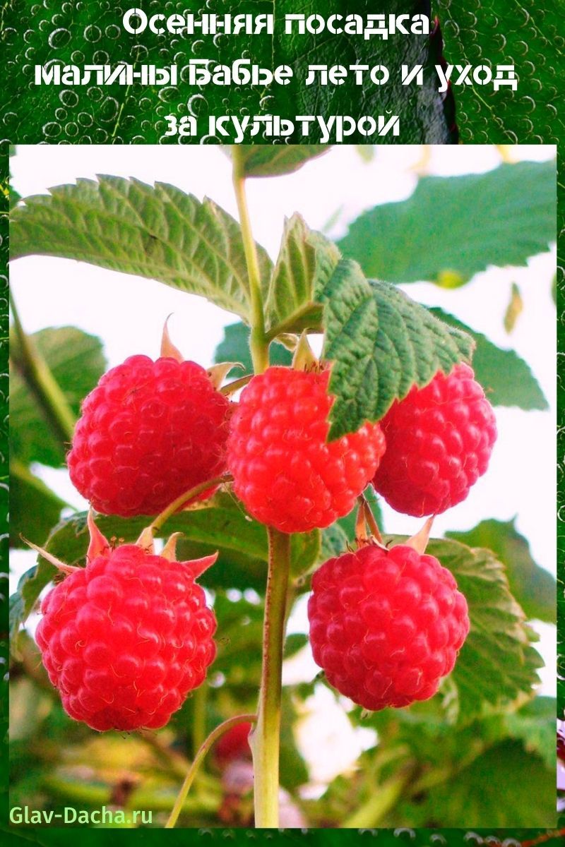 plantation de framboises été indien et soins