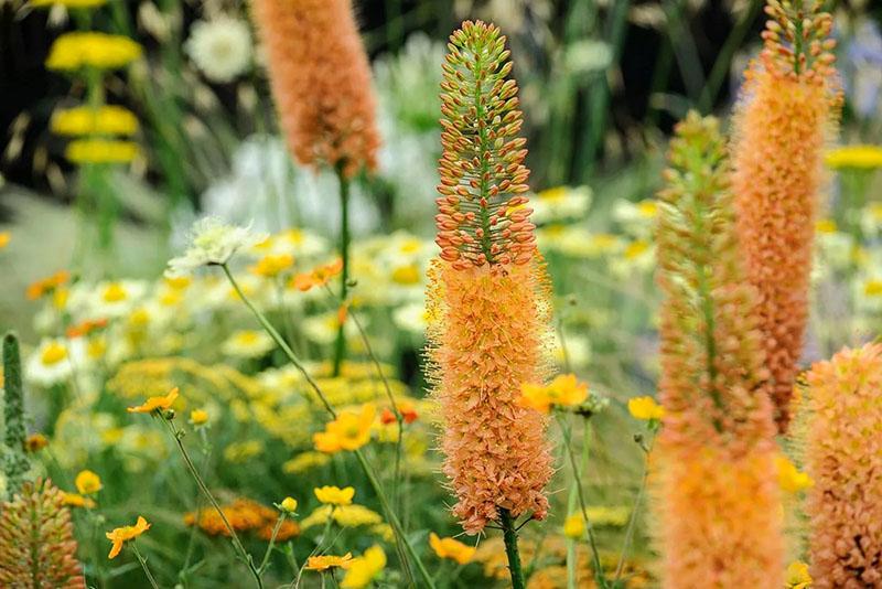 floraison luxuriante d'eremurus