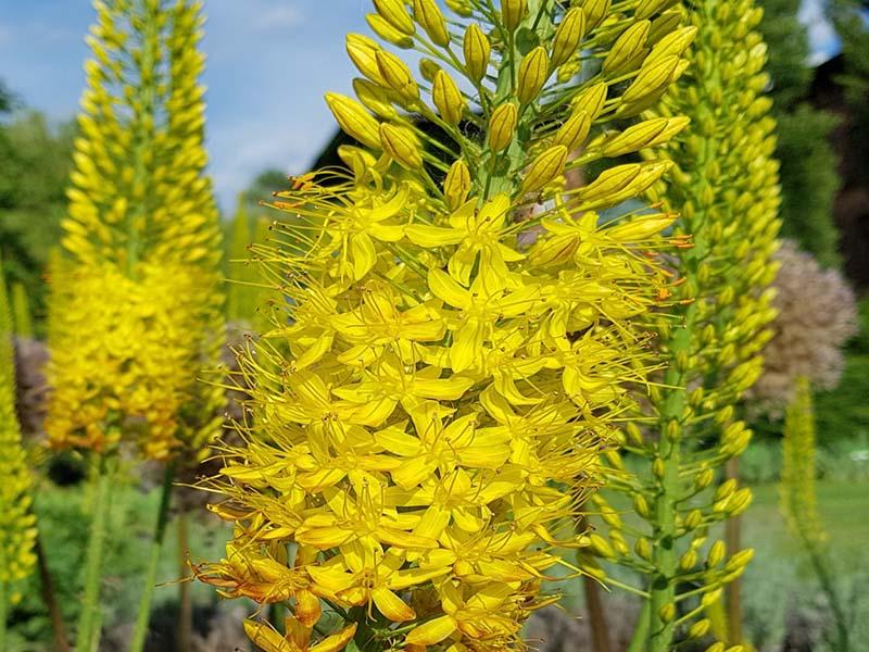 características estructurales de la inflorescencia de eremurus