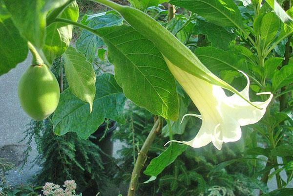 Flor y fruto del árbol brugmansia