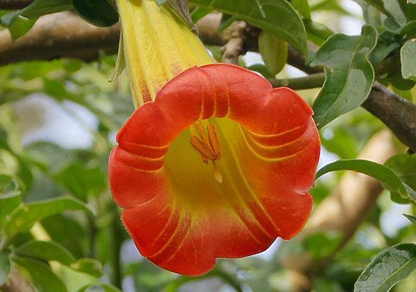 Brugmansia rojo sangre