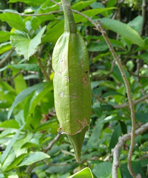 Fruto de brugmansia fragante