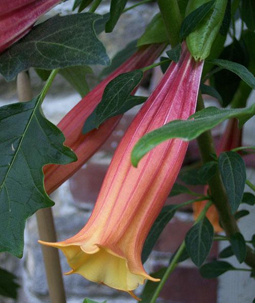 Brugmansia volcánica