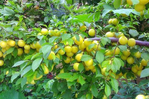 fructification abondante de prune de cerise