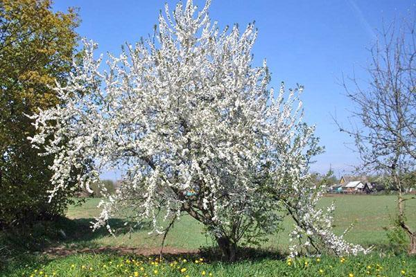 Fleurs de cerisier du tsar