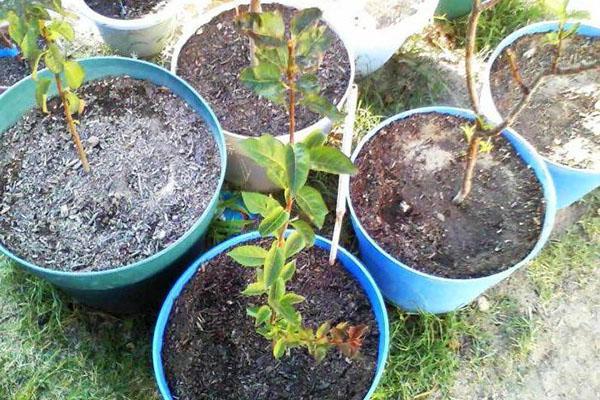 jeunes plants de prune cerise du tsar