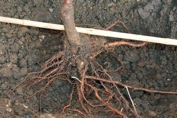 règles pour planter des prunes de cerisier