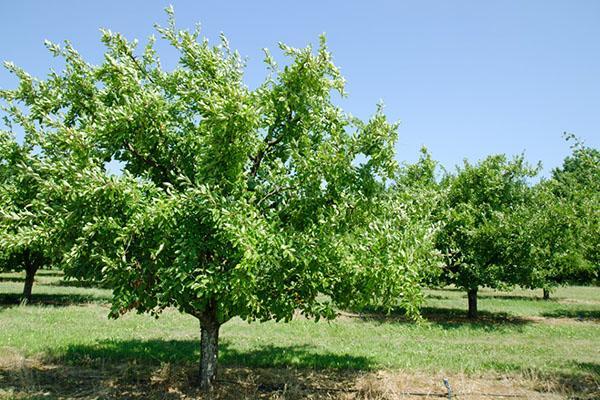 jardins de pruniers de cerisier