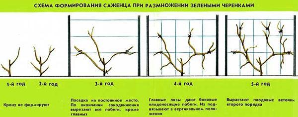 esquema de formación de fochas de actinidia