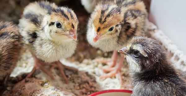 Les poussins ont besoin d'aliments composés riches en protéines