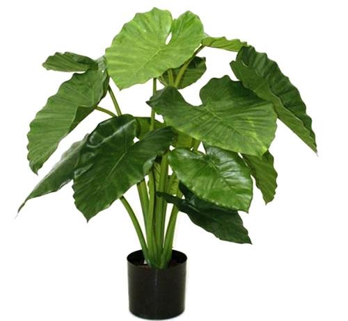 Alocasia Portodora