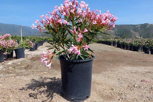 Le laurier rose est transplanté au printemps