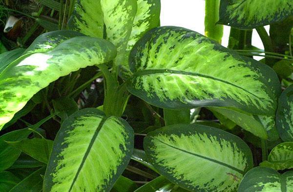 Variétés Dieffenbachia Tropic Sun