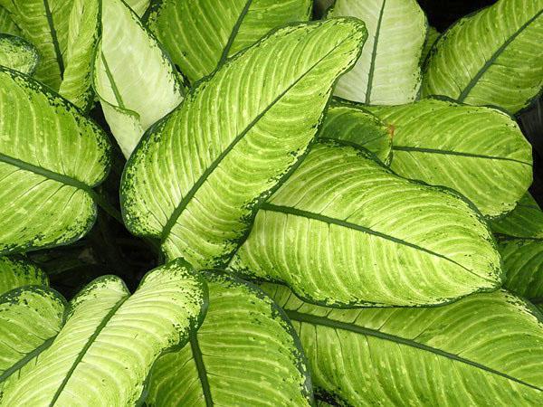 Dieffenbachia variétés tachetées Rudolph Roehrs