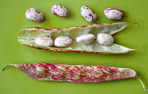 Les haricots sont bons pour les coquilles et les haricots