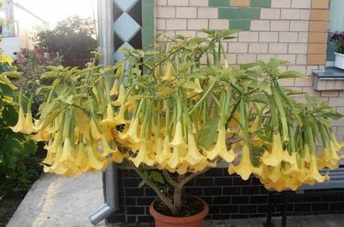 brugmansia floreciente