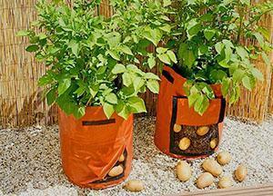 Pommes de terre sur le balcon