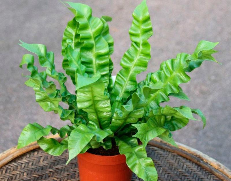 asplenium