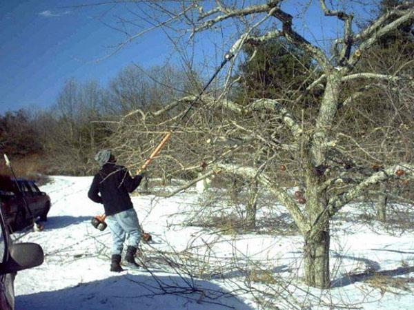 taille hivernale des arbres fruitiers