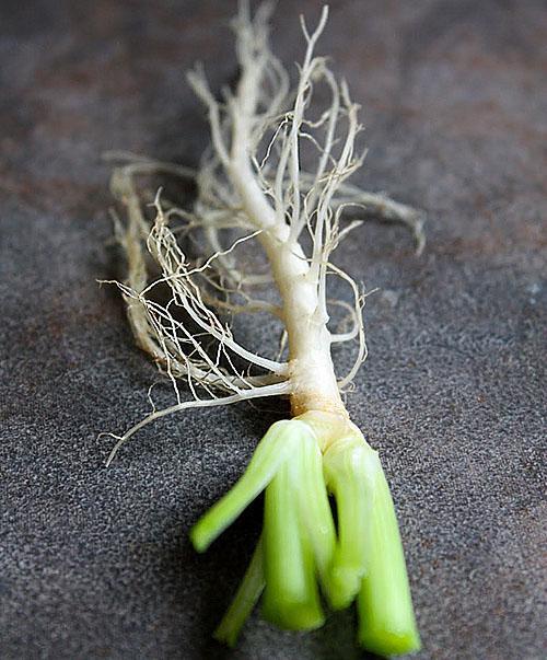 Para plantar en una maceta, use una raíz joven de la planta.