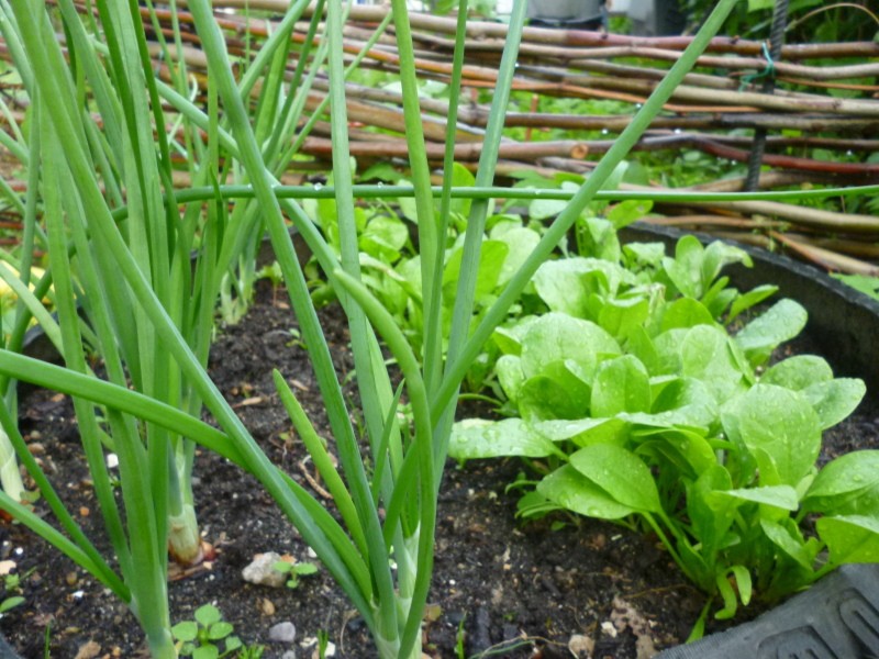 cultivos de jardín para plantar debajo de un abedul