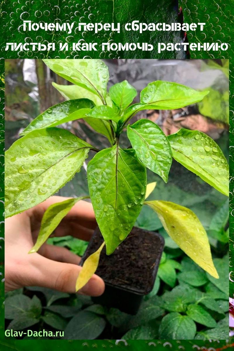 ¿Por qué la pimienta arroja hojas?