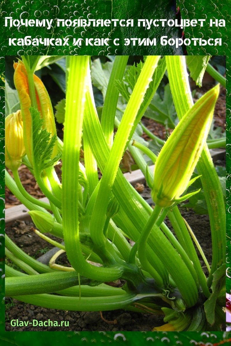 fleur stérile sur courgette