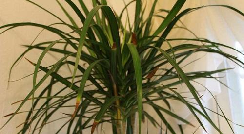 dracaena adulta