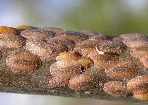 La escala es especialmente dañina para la salud de la planta.