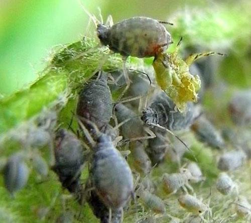 Pulgones en una planta