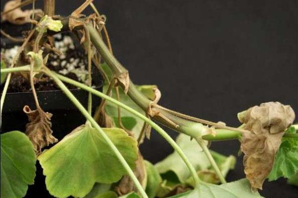 Une plante malade doit être traitée avec des fongicides.