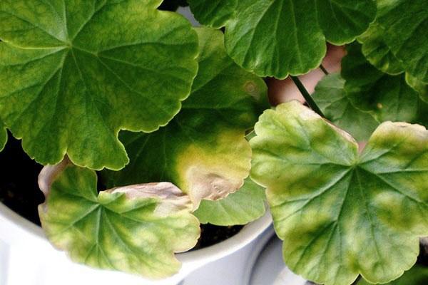 Les bords des feuilles de géranium sèchent