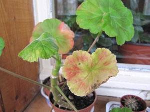 À basse température de l'air, les feuilles de géranium deviennent rouges