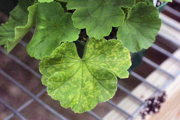 Une maladie virale sur une feuille de géranium