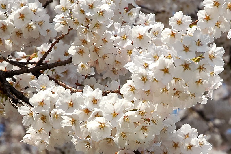 sakura tai-haku