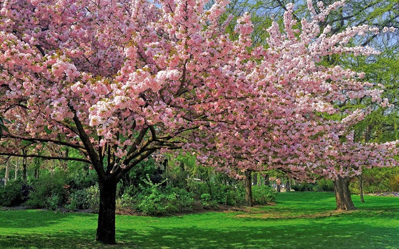 arbres en fleurs dans le jardin