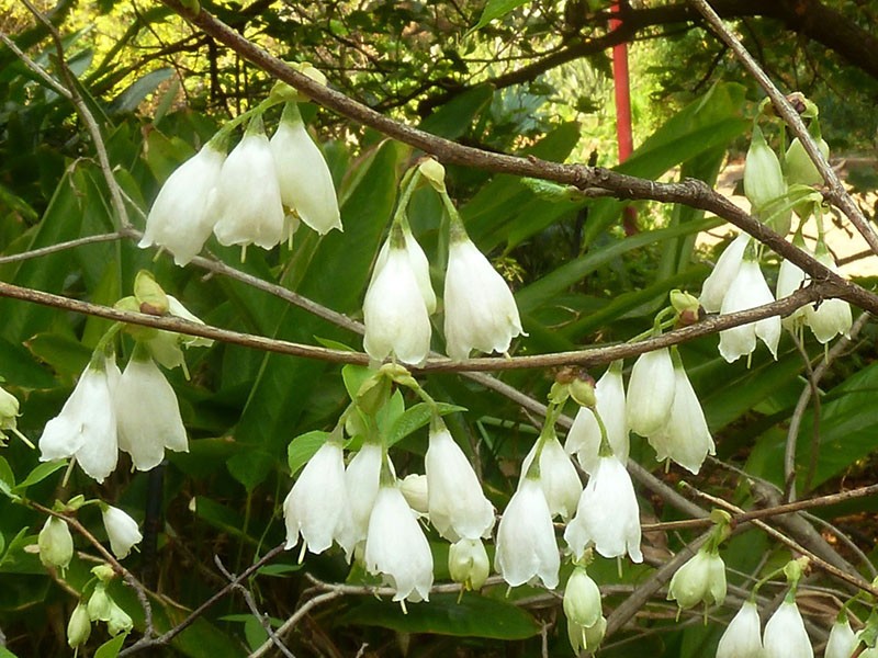 grandes fleurs de muguet