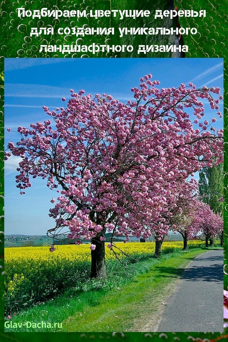 arbres en fleurs