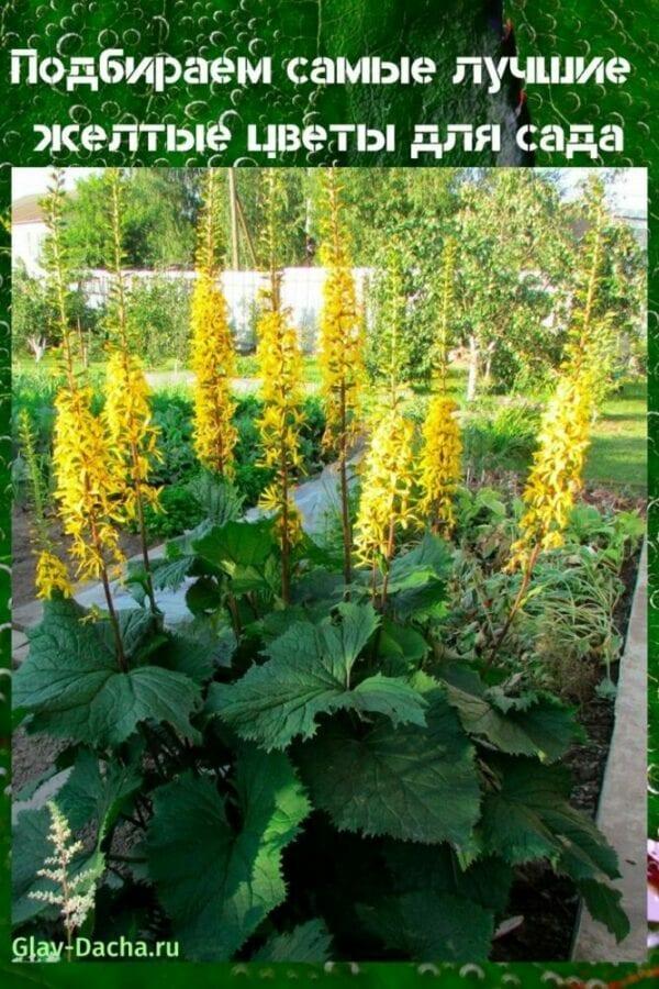 fleurs jaunes pour le jardin