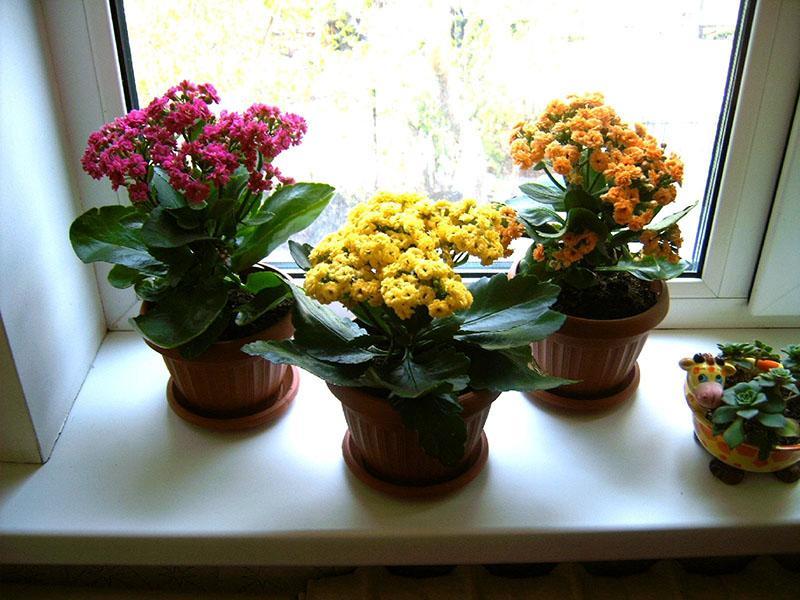 Kalanchoe fleurit