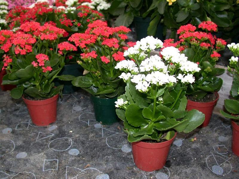 buissons luxuriants de Kalanchoe