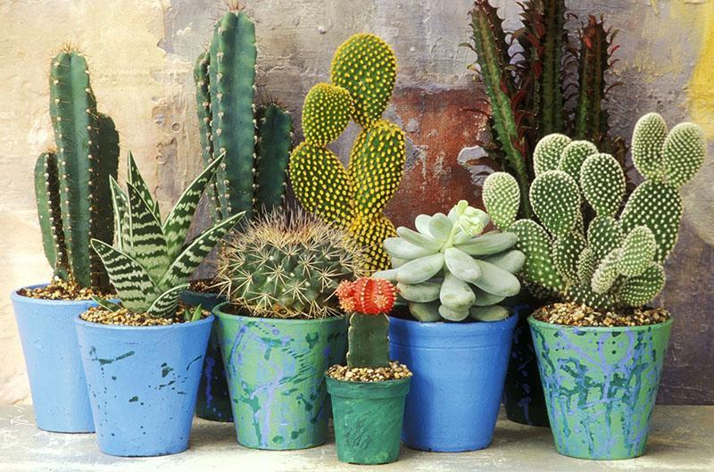 collection de cactus