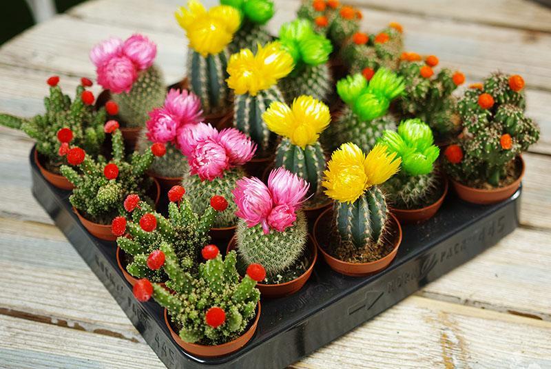 cactus en fleurs