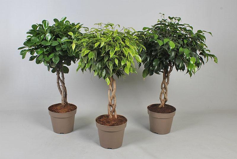 ficus