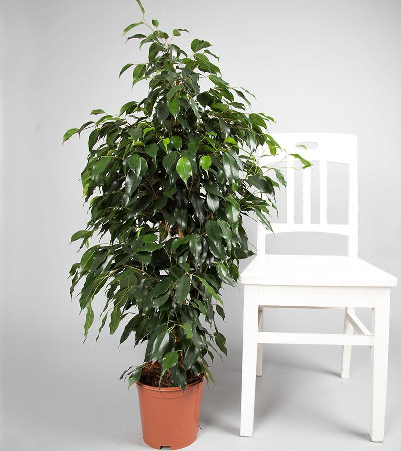 ficus à l'intérieur