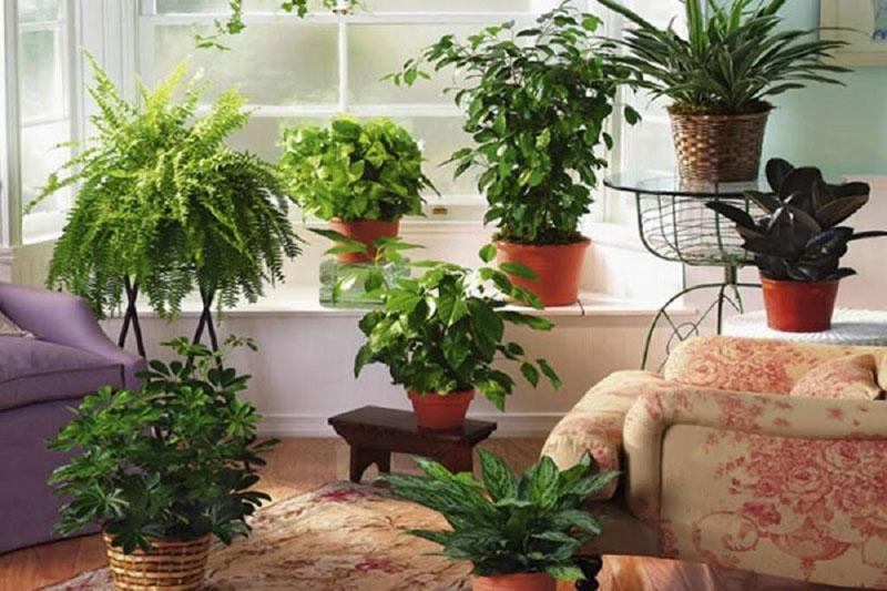 plantes d'intérieur utiles dans la zone de loisirs