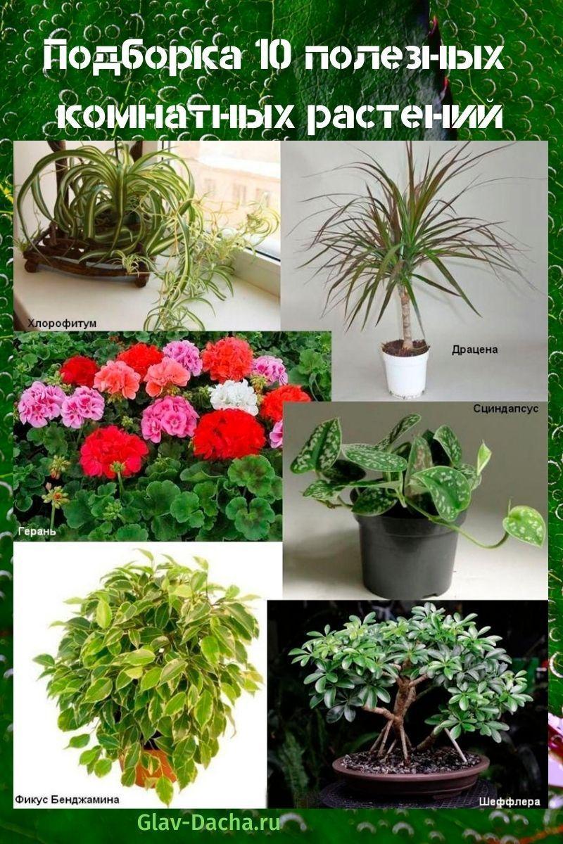 plantes d'intérieur utiles