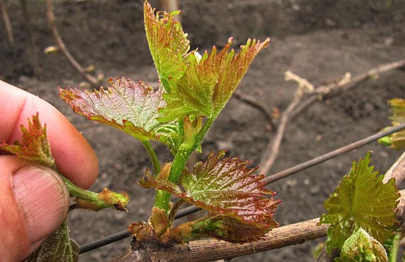 cuidado de la uva de primavera elegante